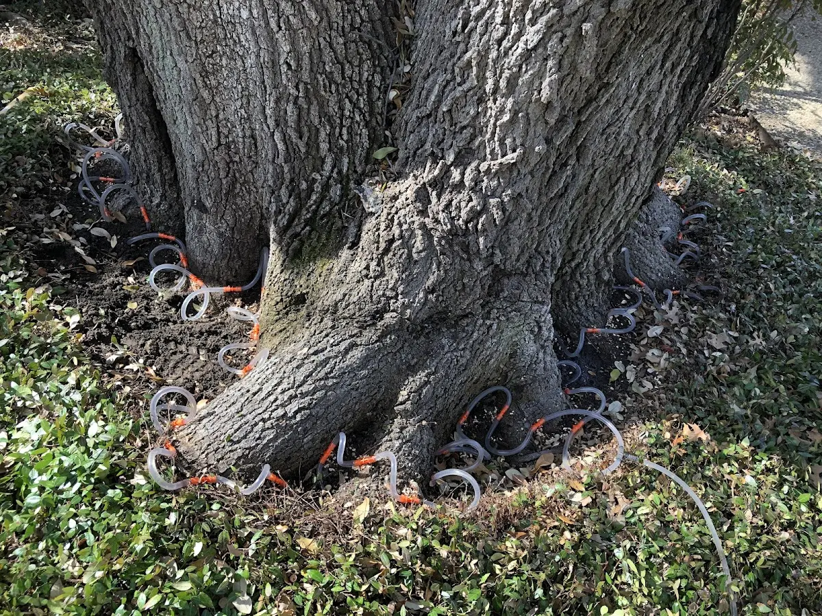 Detailed Tree Cabling and Bracing job site in Lone Tree