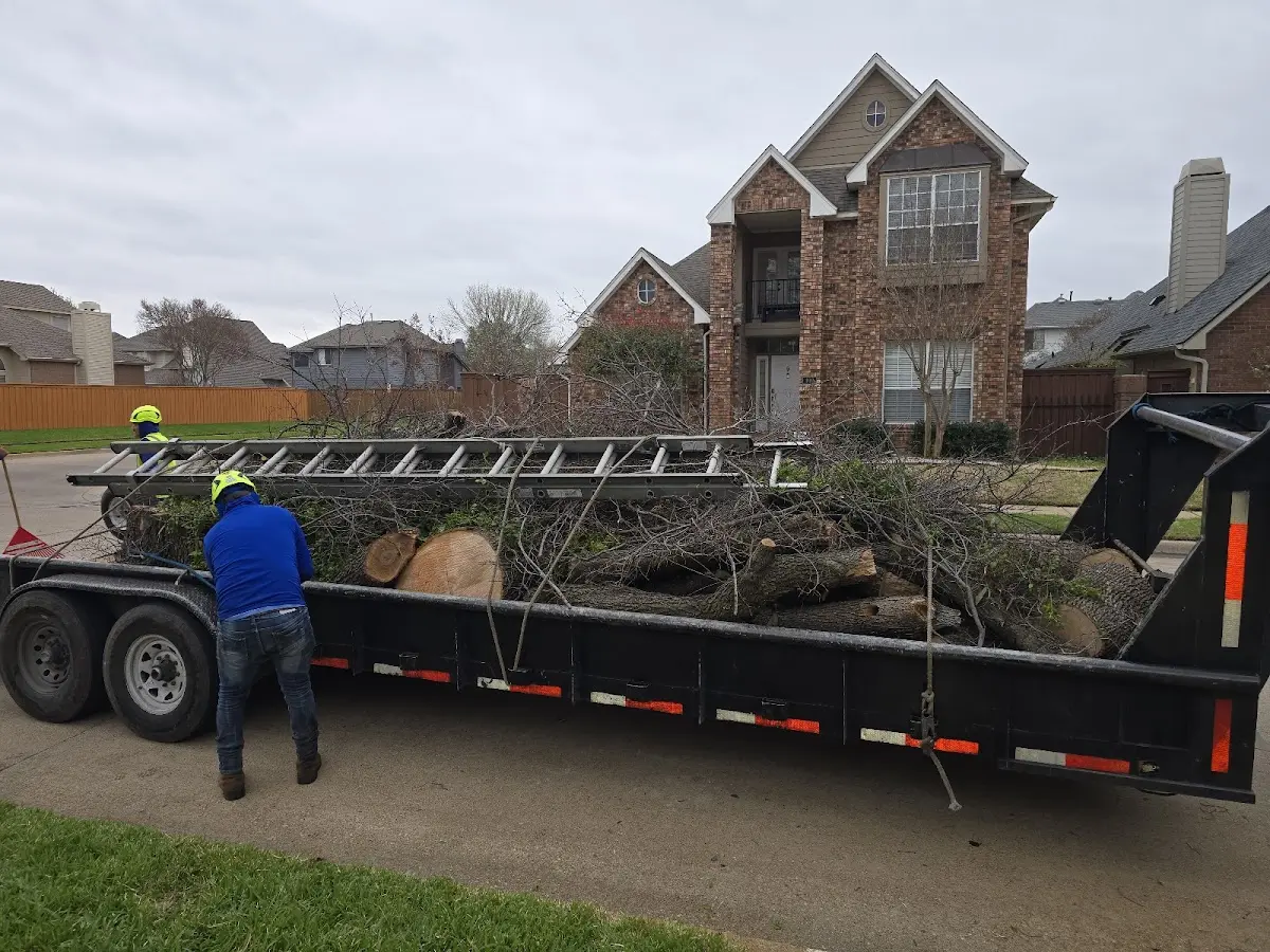 Expert Tree Removal with proper safety equipment in Lone Tree
